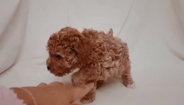Caniche Toy perros en venta: Caniche toy en La Coruña - Video 3