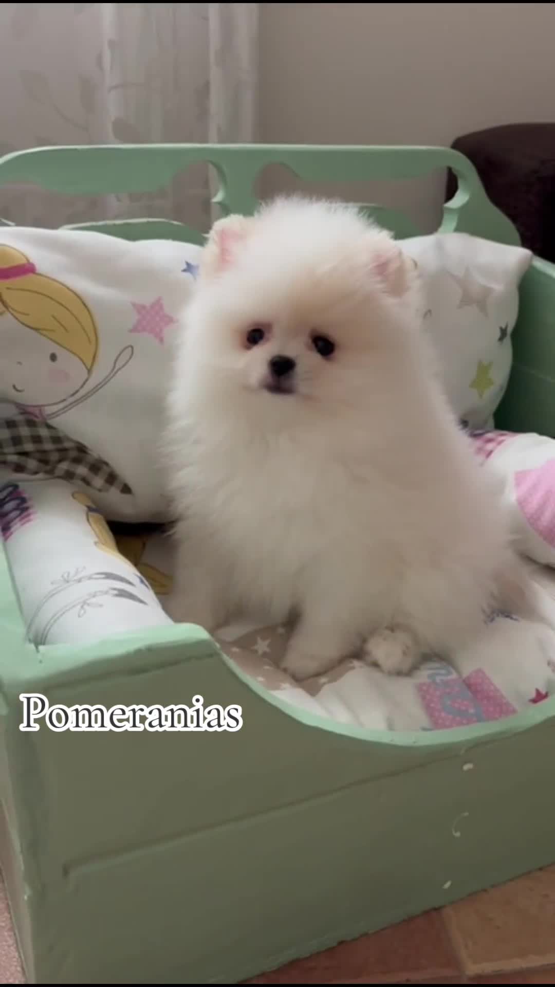 Pomerania perros en venta: Pomeranias toy  - Video 1