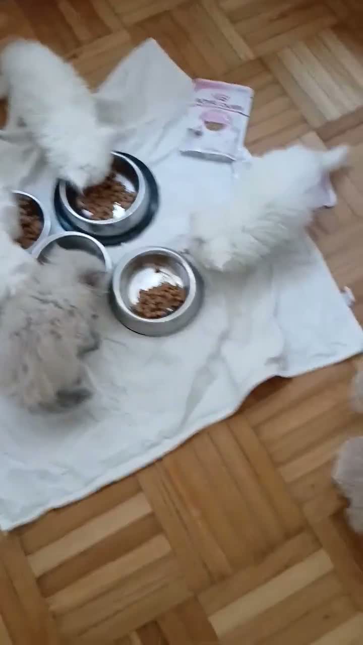 Persa gatos en venta: Persa en Portugal - Video 2