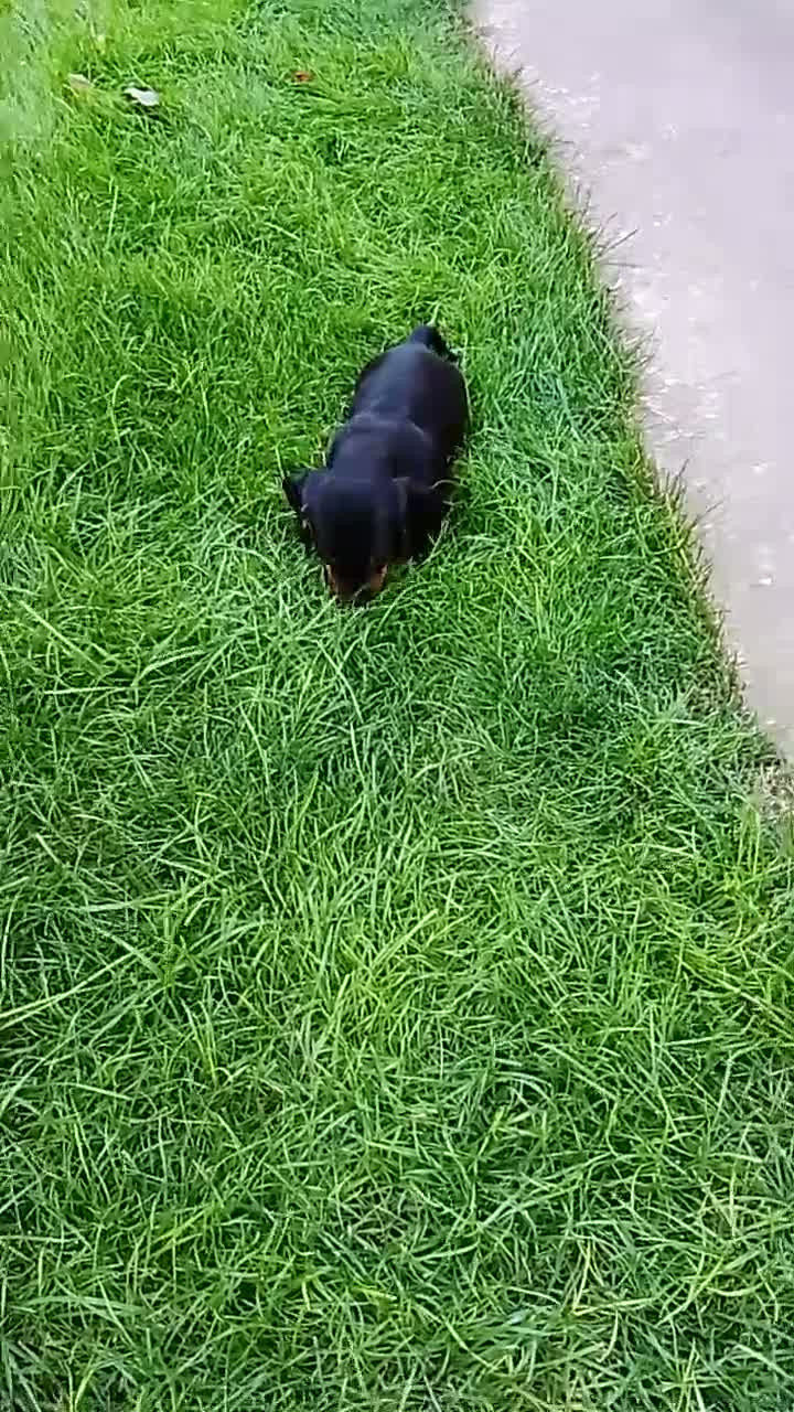 Teckel Miniatura perros en venta: Cachorros de teckel miniatura  - Video 1