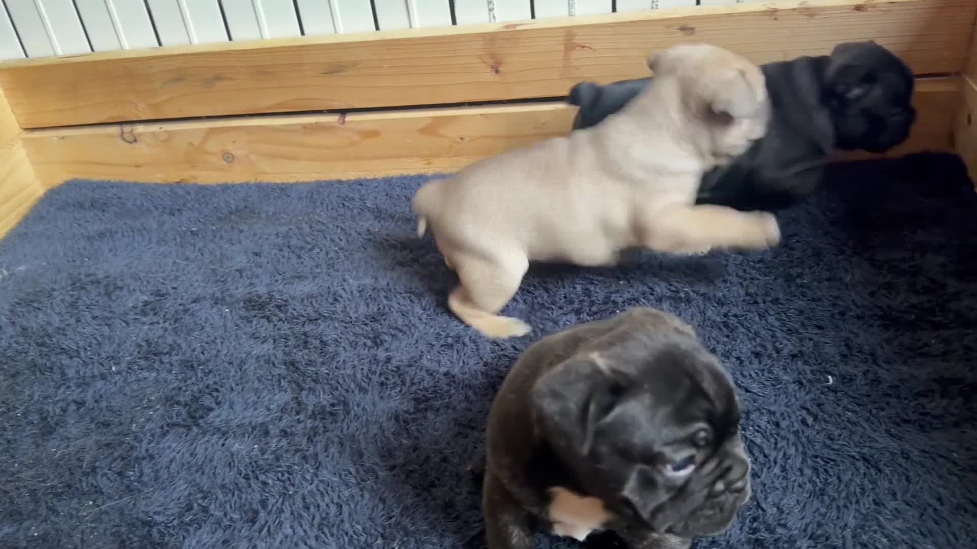Bulldog Francés perros en venta: Buldog francés  - Video 1