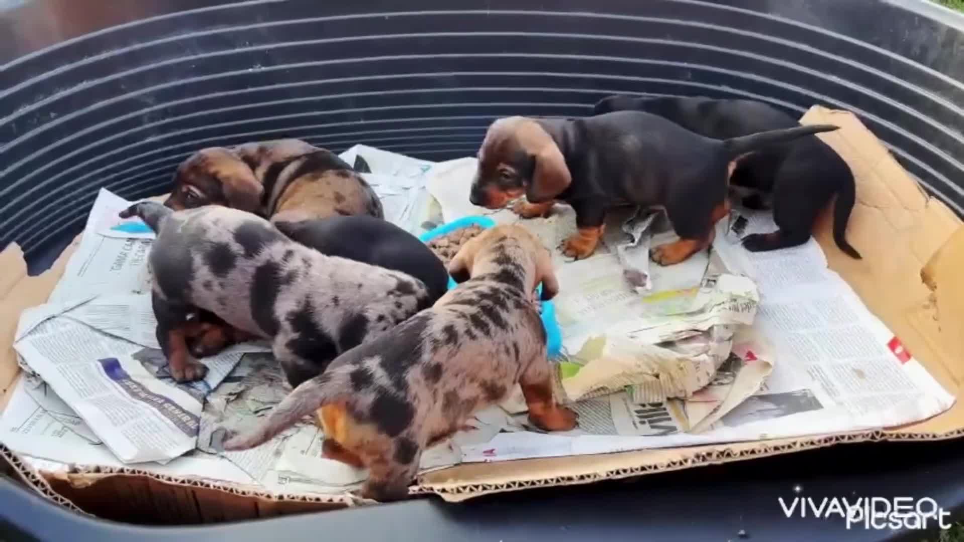 Teckel perros en venta: Teckels  - Video 1
