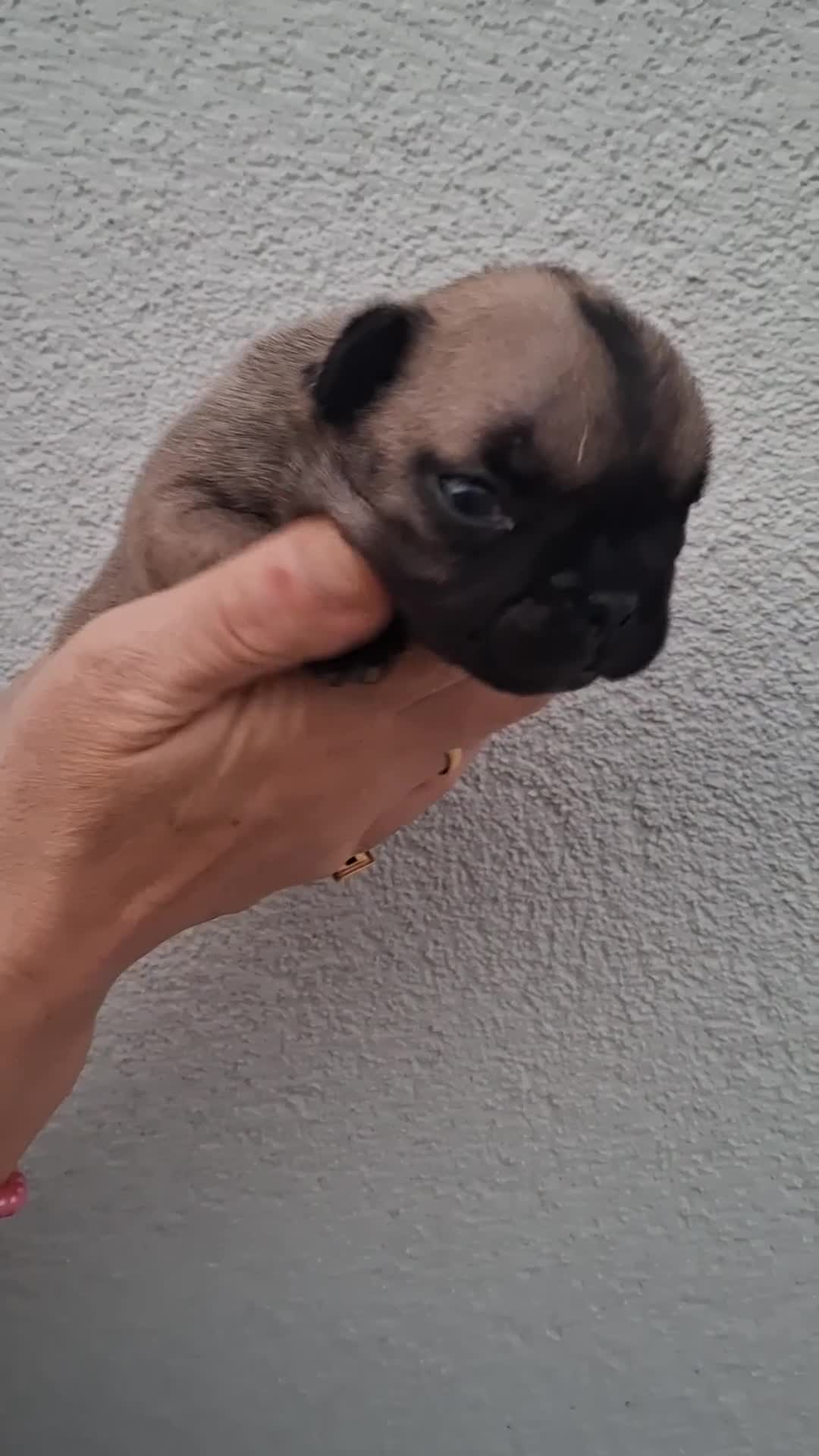Bulldog Francés perros en venta: Cachorros Bulldog Frances - Video 5