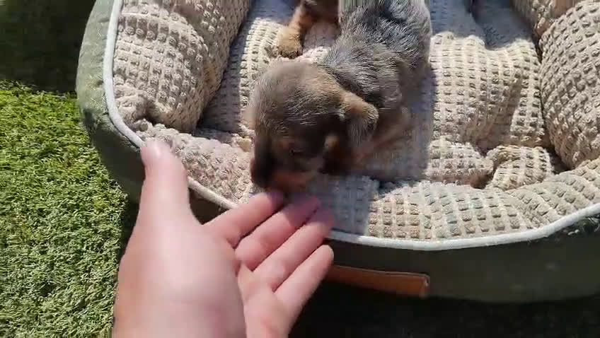 Teckel Miniatura perros en venta: TECKEL MINIATURA PELO DURO  - Video 1