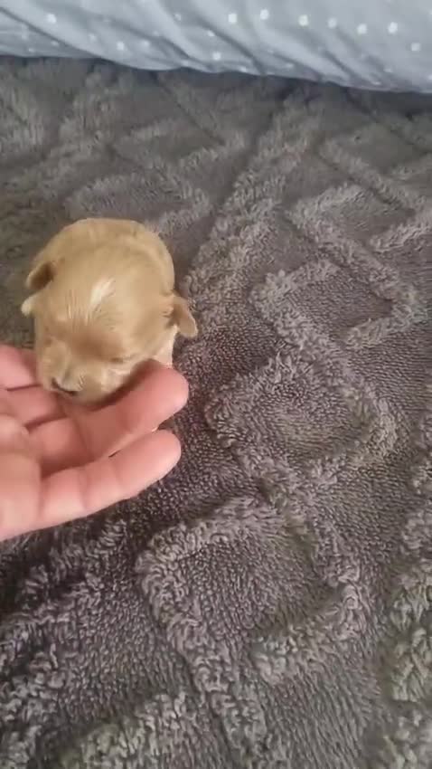 Maltipoo perros en venta: Maltipoo - Video 1