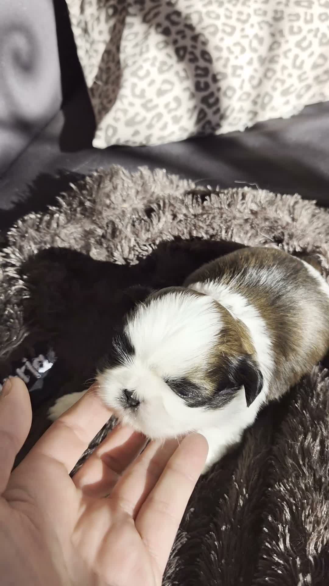 Shih Tzu perros en venta: Shik tzu - Video 1