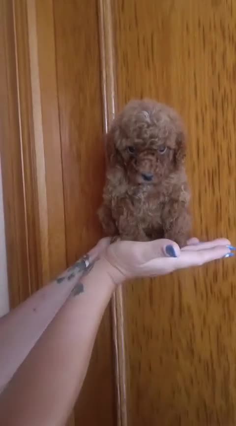 Caniche Toy perros en venta: CANICHE TOY MACHO OPORTUNIDAD  - Video 1