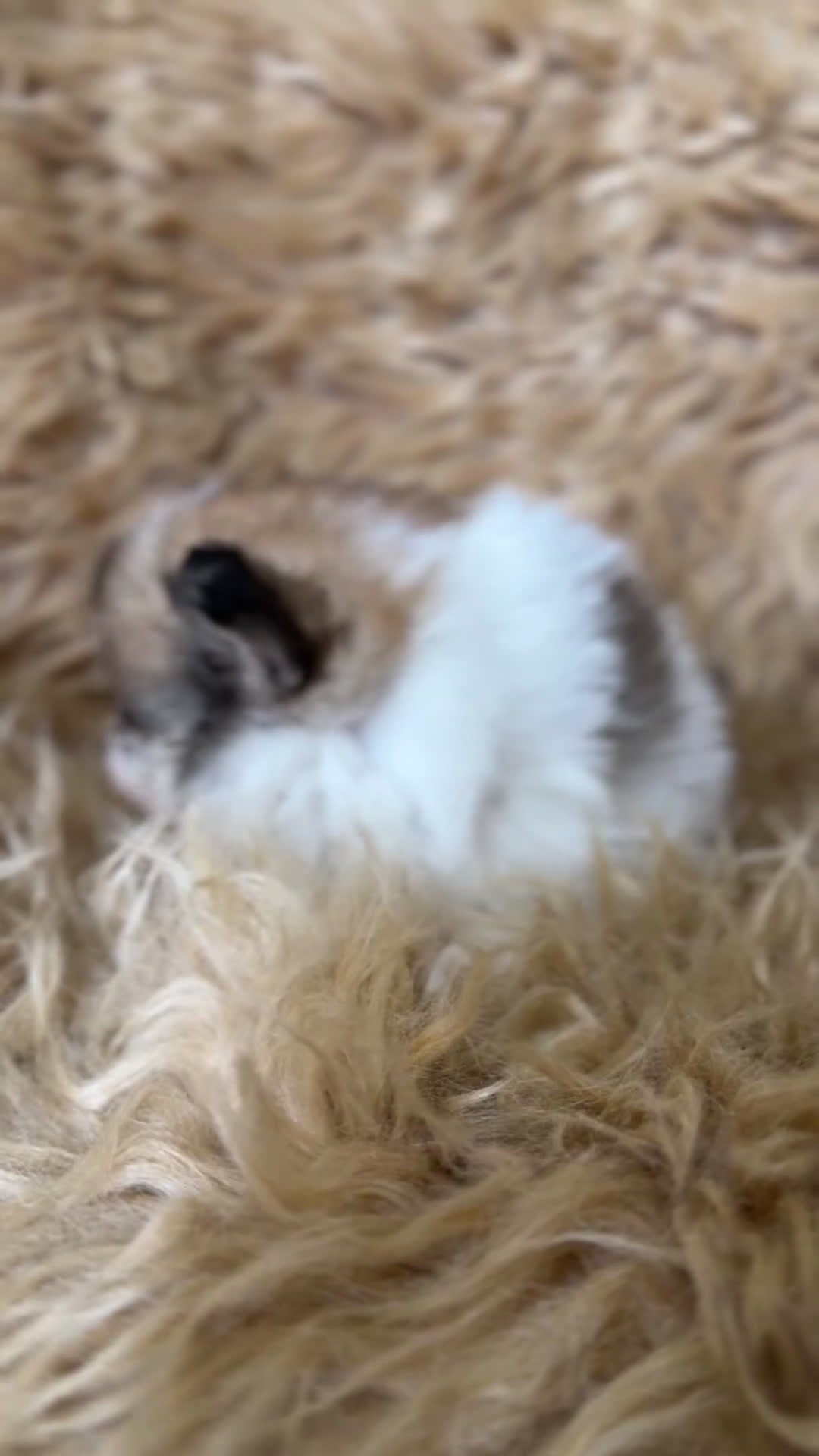 Pomerania perros en venta: Pomerania partycolor  - Video 1