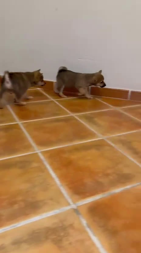 Shiba Inu perros en venta: Shiba Inu machos preciosos  - Video 1