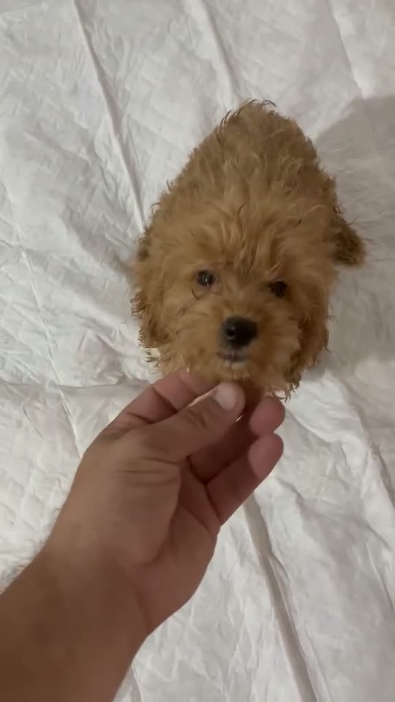 Maltipoo perros en venta: MALTIPOO TOYS Y MINI TOYS - Video 2