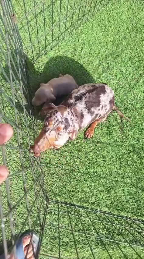 Teckel perros en venta: Teckel Mini - Video 1