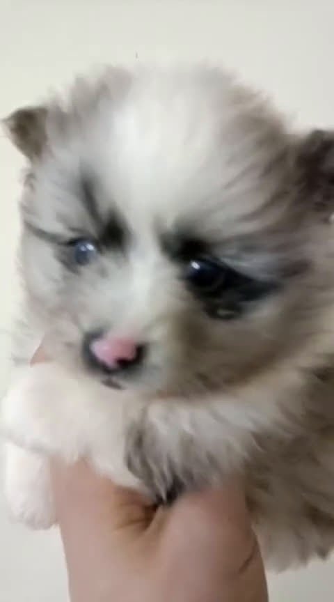 Pomerania perros en venta: Pomerania hembra merle - Video 1