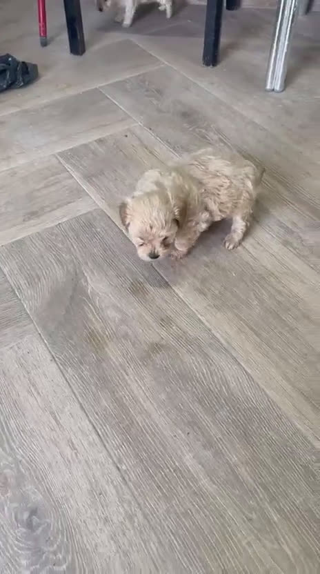 Maltipoo perros en venta: Maltipoo Toy preciosos disponibles  - Video 1