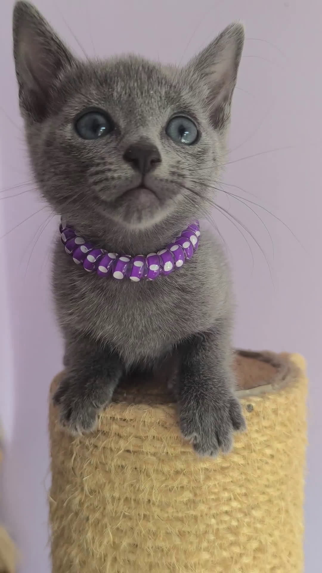 Azul Ruso gatos en venta: Azul ruso con pedigri  - Video 2