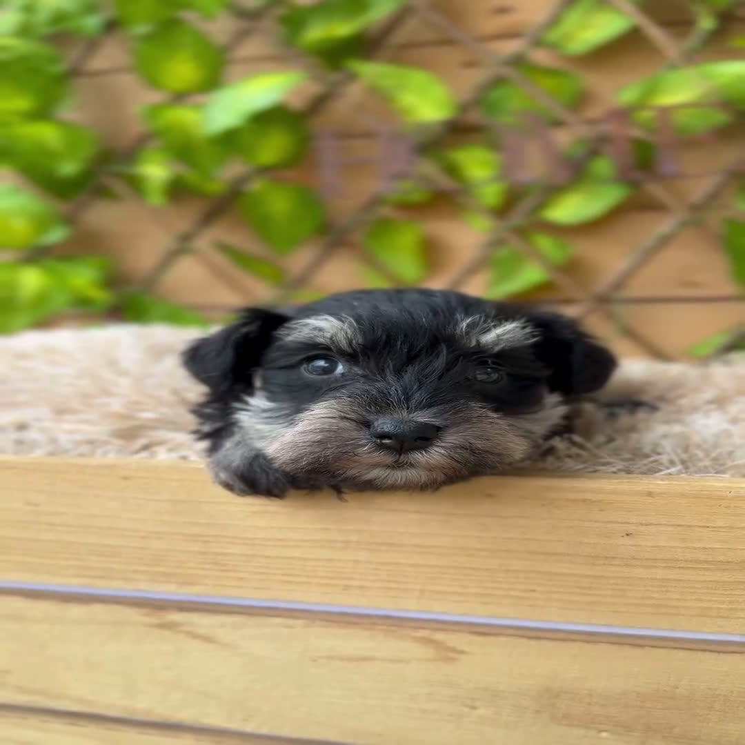 Schnauzer Miniatura perros en venta: Camada de Alba  - Video 4
