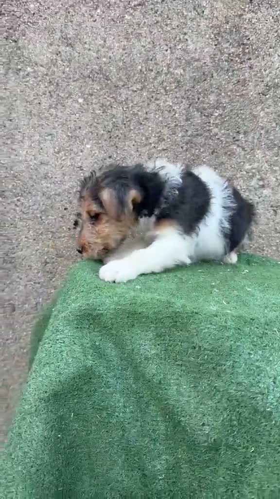 Fox Terrier de Pelo Duro perros en venta: Fox terrier pelo duro  - Video 1