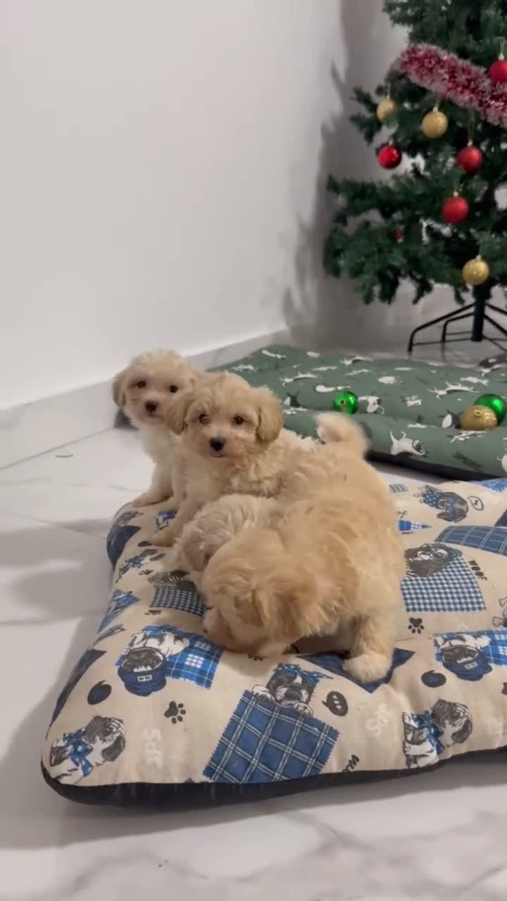 Maltipoo perros en venta: Camada exclusiva de Matipoo - Video 3