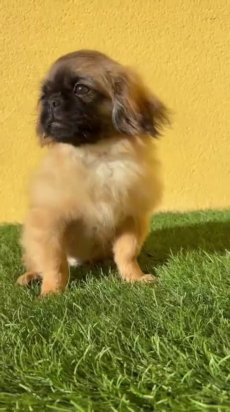 Yorkshire Terrier perros en venta: milcachorros.es disponemos casi todas las razas  - Video 3