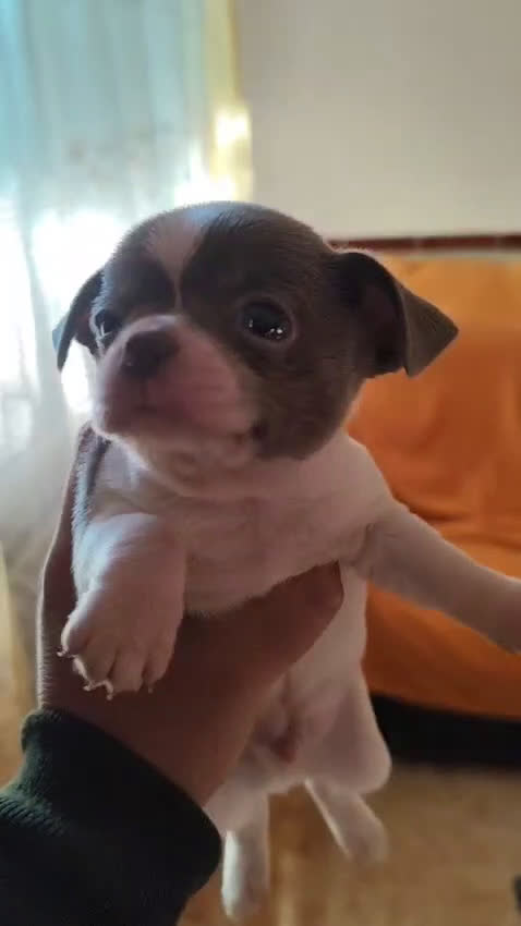Chihuahua perros en venta: Macho de chihuahua blue  - Video 1