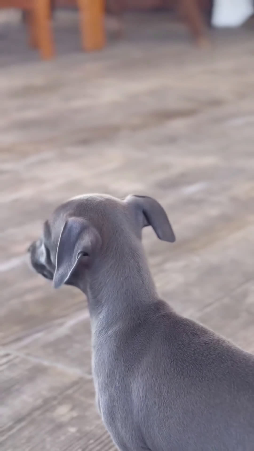 Pequeño Lebrel Italiano perros en venta: 🐾 Sirius y Selena – Galgos italianos 🐾 - Video 1