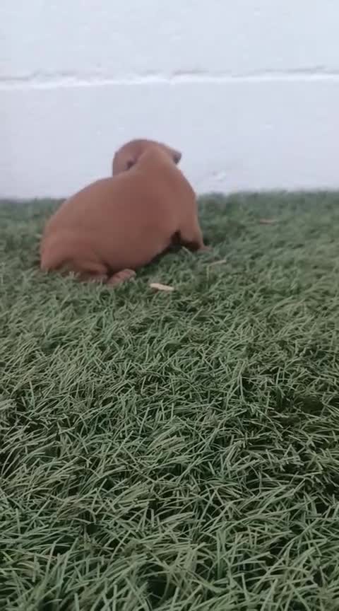 Pinscher Miniatura perros en venta: Cachorros de mini pincher - Video 4