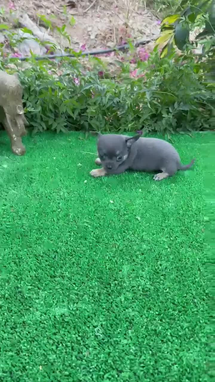 Chihuahua perros en venta: Chihuahuas Toy Machos Blues cabeza de manzana - Video 1