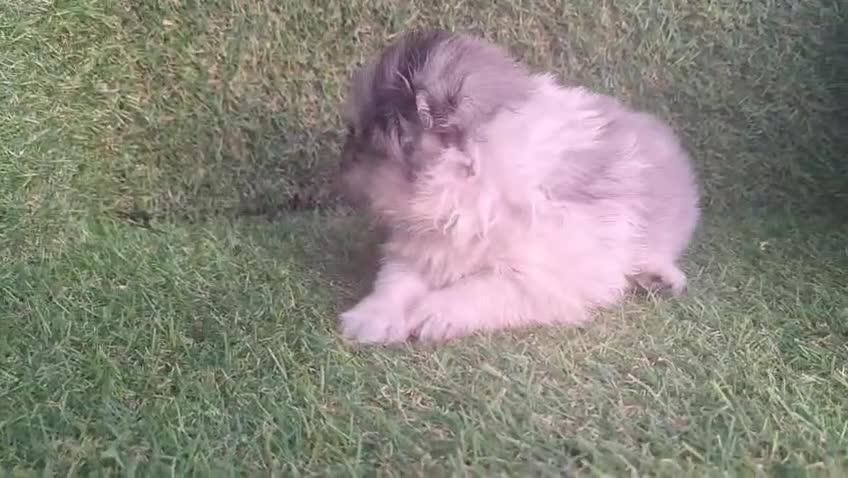 Pomerania perros en venta: Pomeranias - Video 4