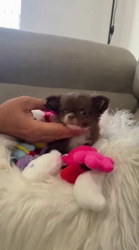 Chihuahua perros en venta: CHIHUAHUAS PELO LARGO - Video 2