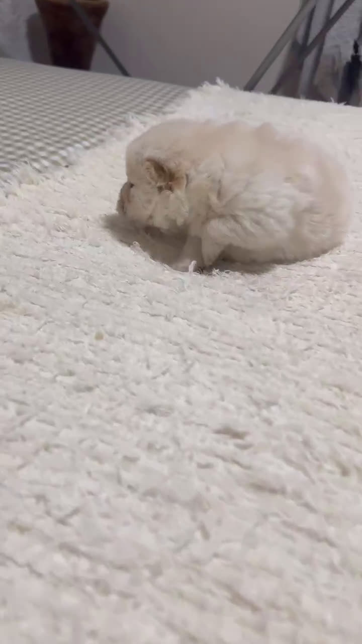 Chow Chow perros en venta: Chow chow preciosos cachorros peluditos  - Video 2