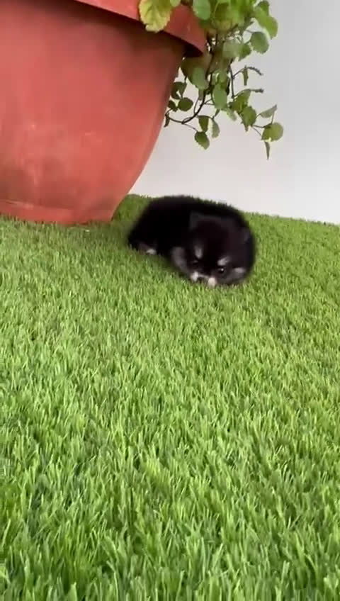 Pomerania perros en venta: POMERANIA HEMBRA BLACK AND TAN - Video 2