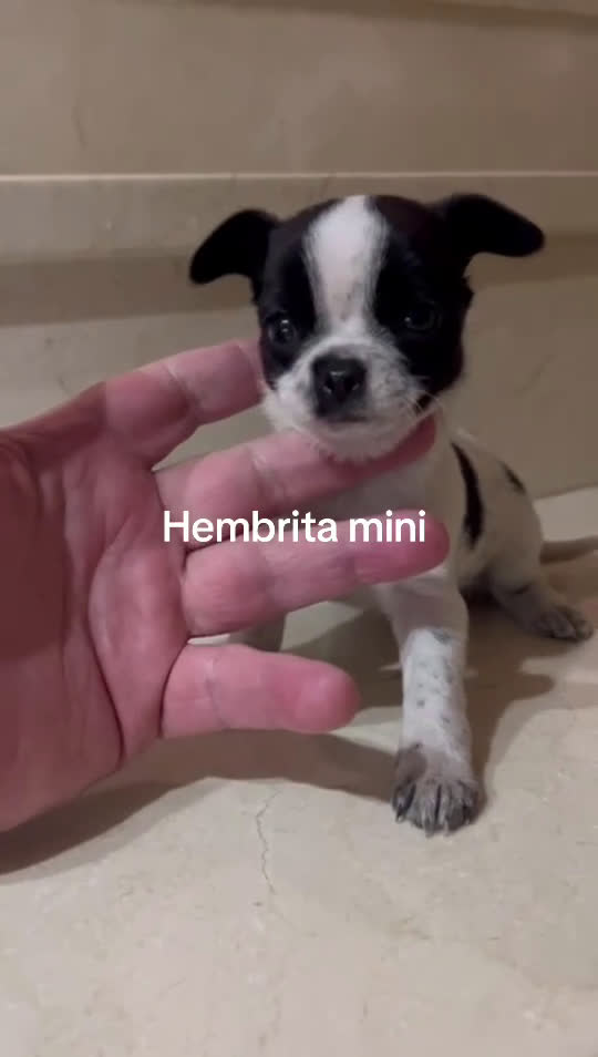 Chihuahua perros en venta: Chihuhuas - Video 1