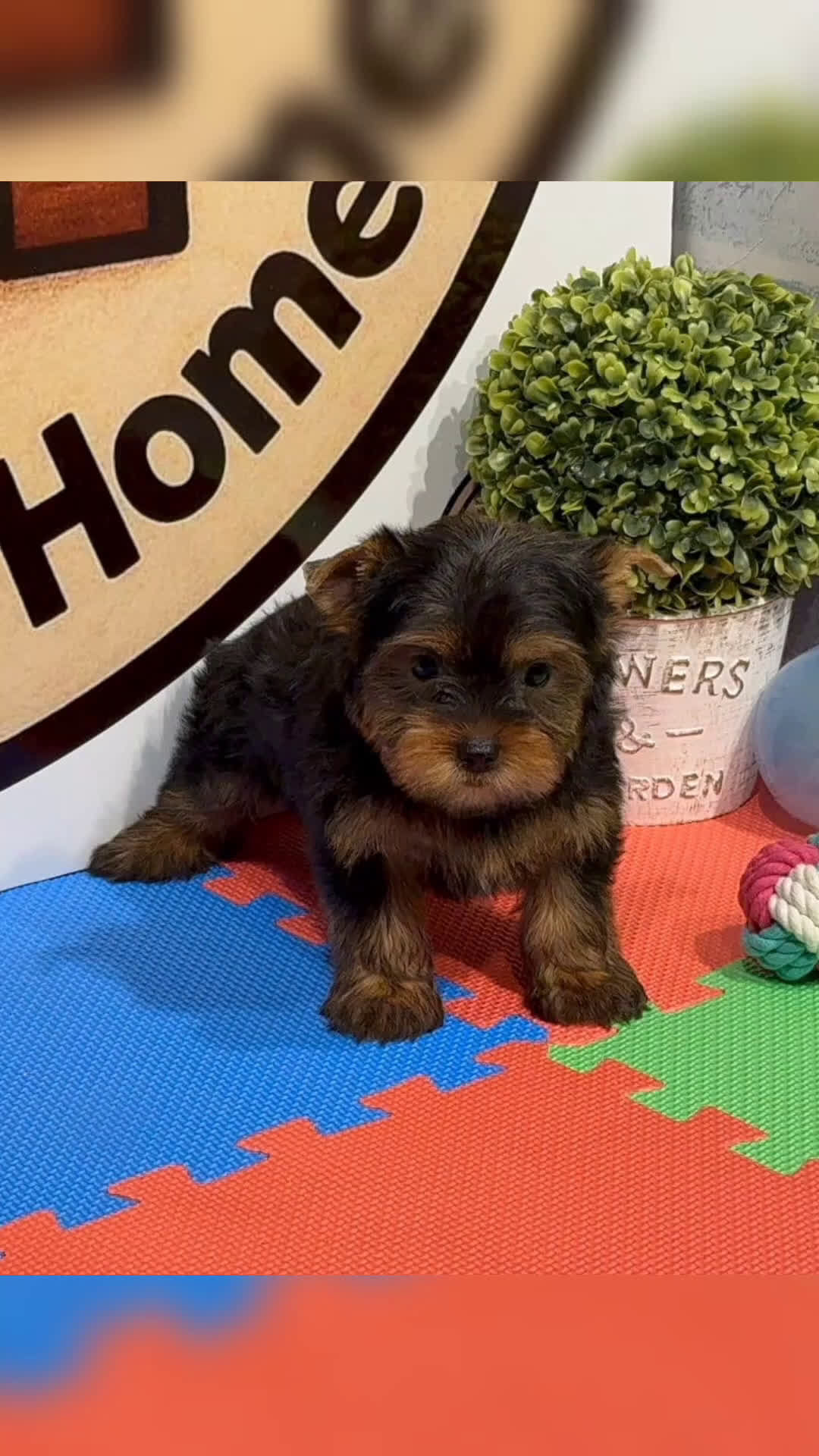 Yorkshire Terrier perros en venta: Yorkshire terrier - Video 1