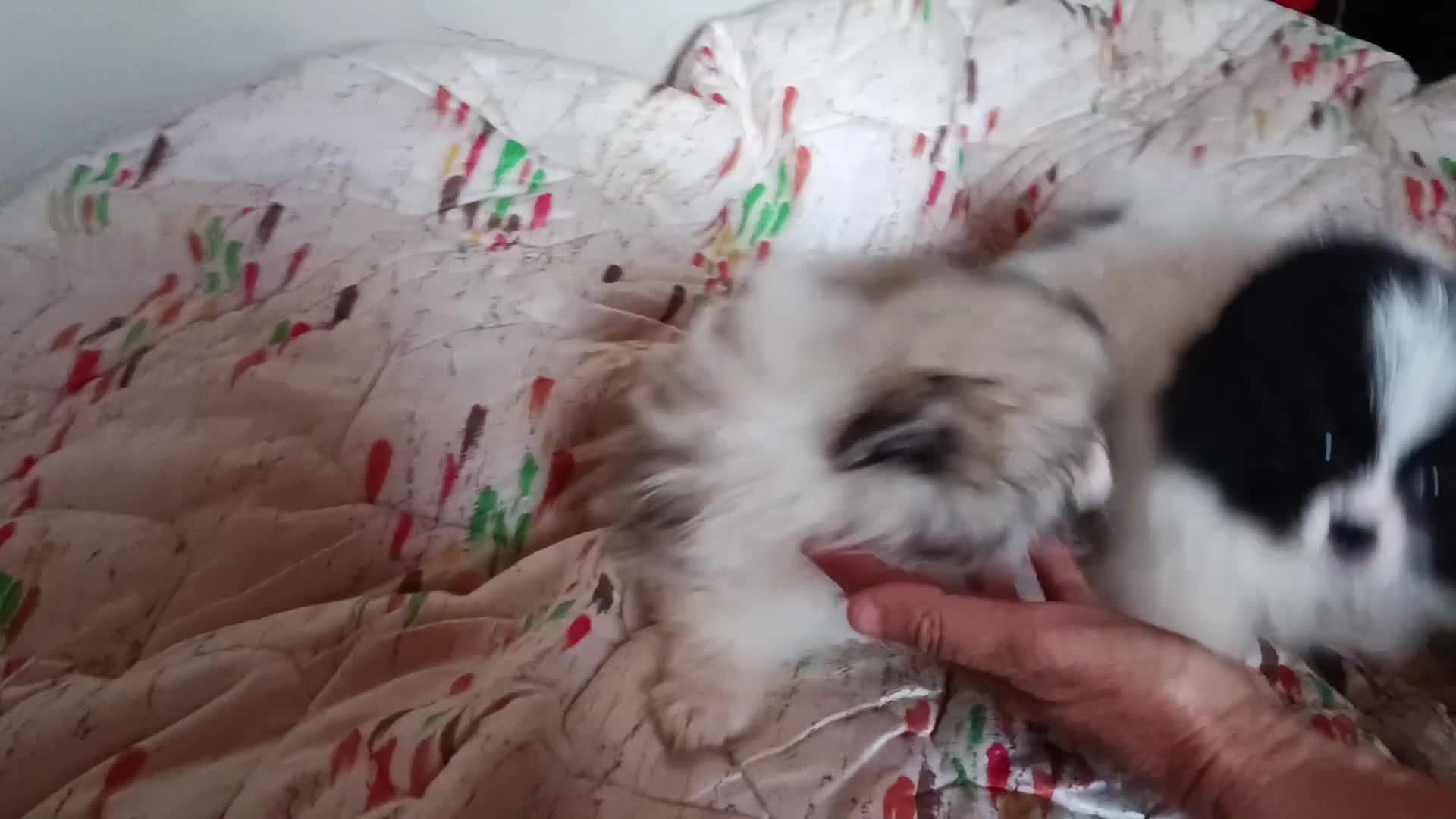 Pomerania perros en venta: POMERANIAS MACHITOS PRECIOSOS  - Video 1