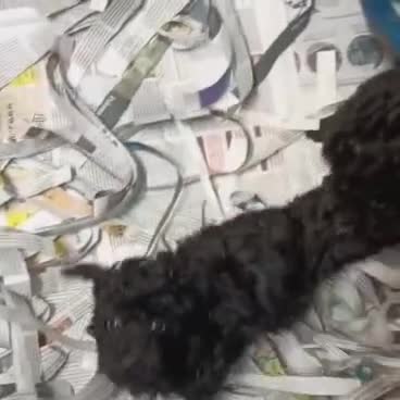 Caniche Toy perros en venta: Caniche toy - Video 1
