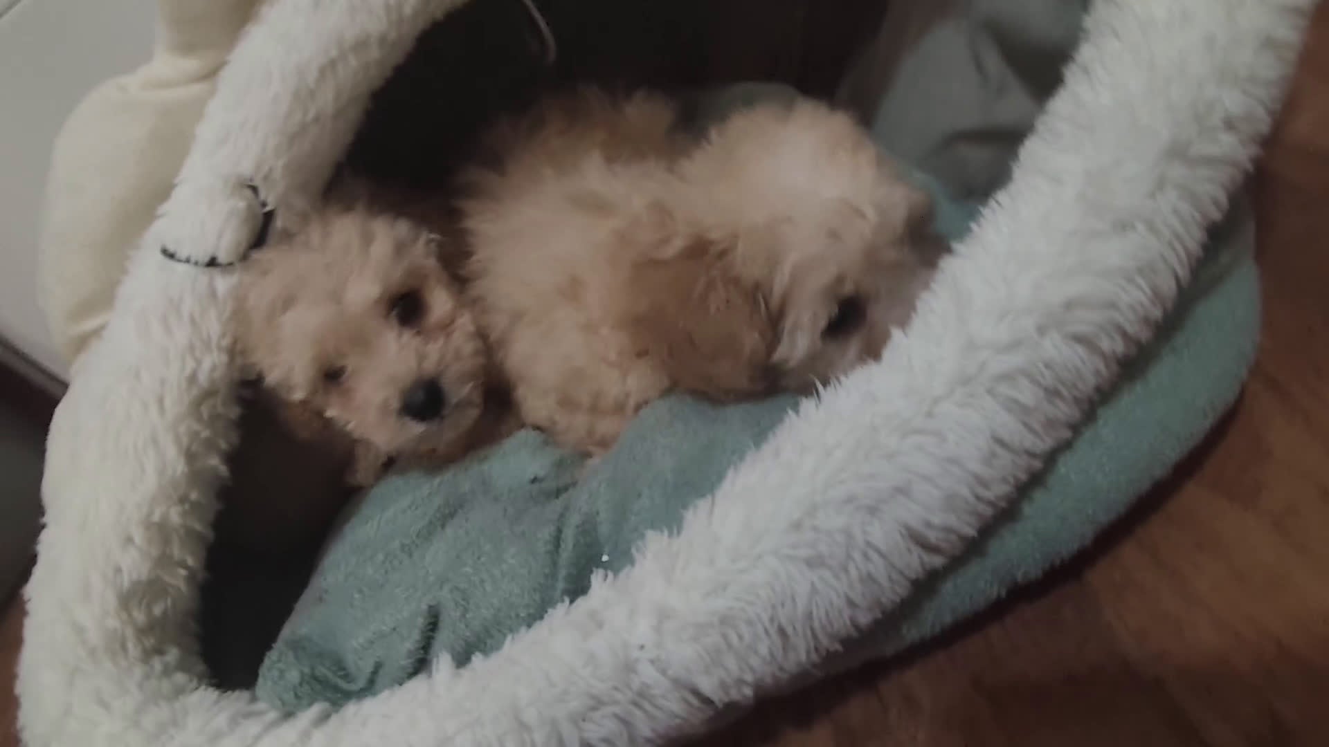 Caniche Toy perros en venta: Pareja de toy apricot 💛 - Video 1