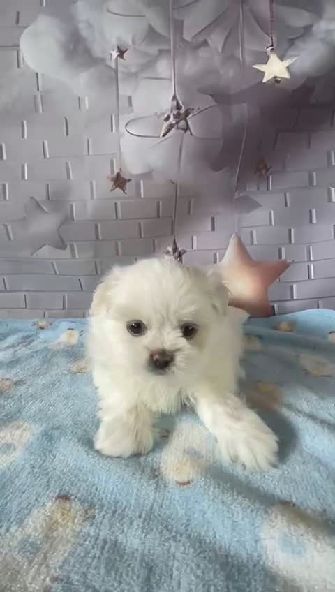Shih Tzu perros en venta: Shih tzu  - Video 1