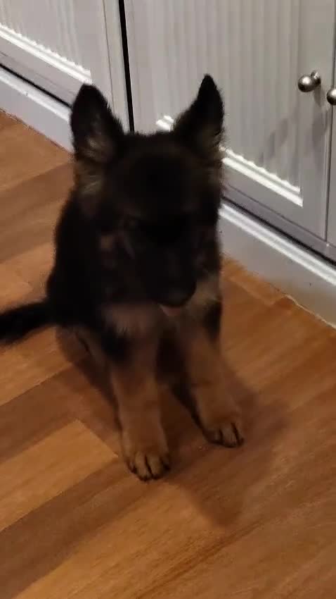 Pastor Alemán perros en venta: Último Cach0rro de Pastor Alemán  - Video 1
