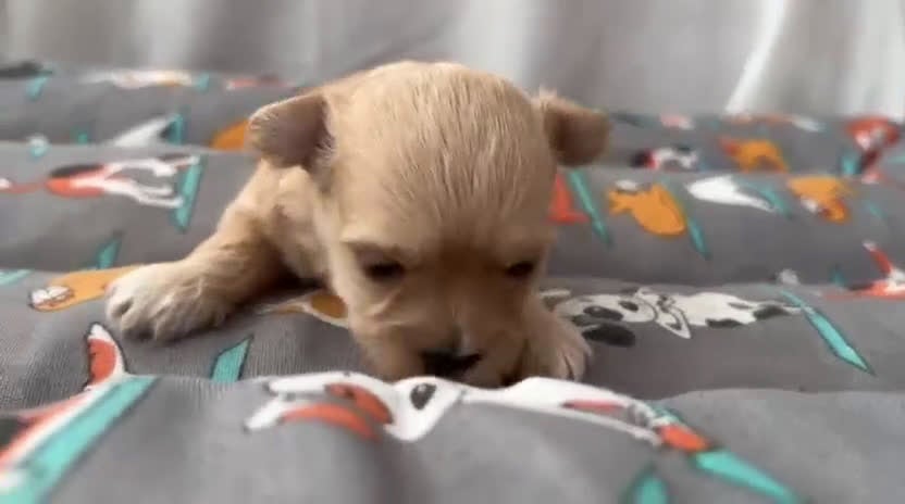 Maltipoo perros en venta: Camada de maltipoo nacionales  - Video 1