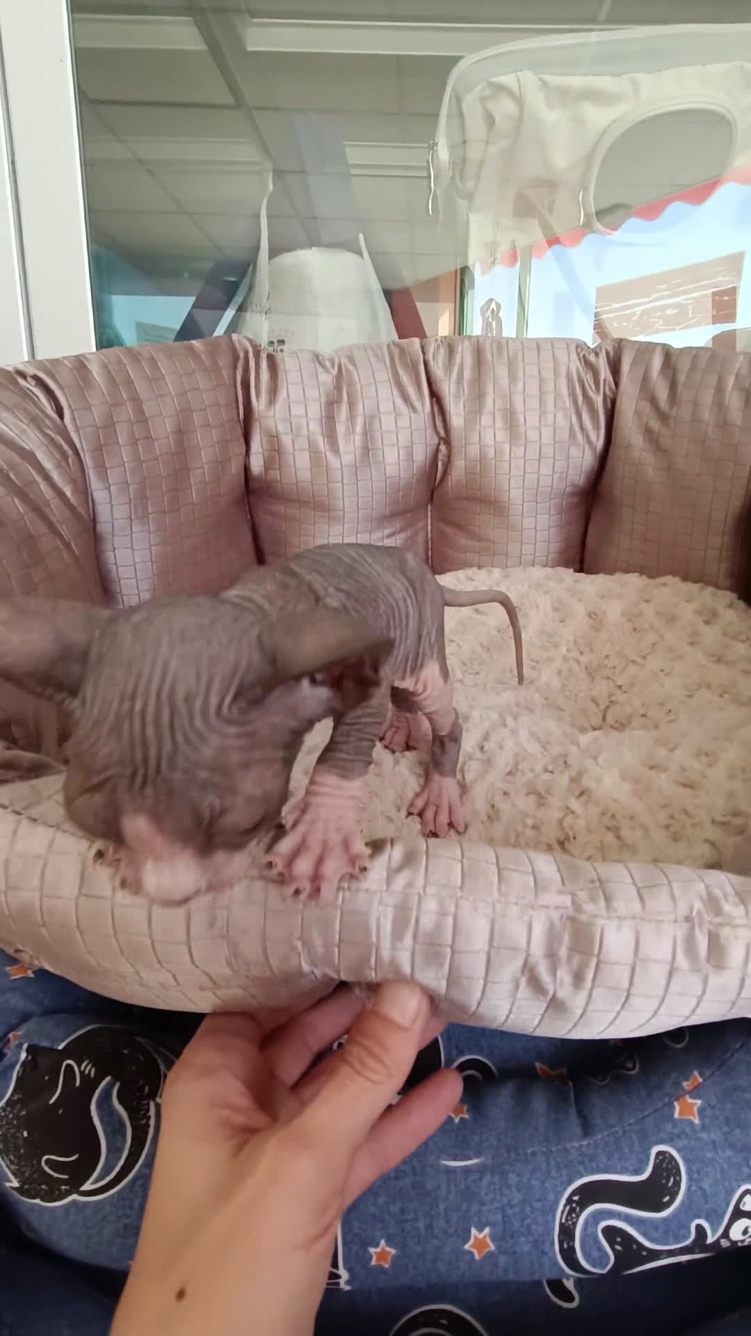 Sphynx gatos en venta: GATITOS SPHYNX - Video 1