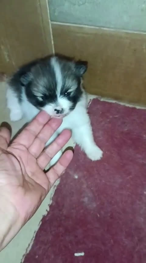 Pomerania perros en venta: LINDOS POMERANIAS CHIQUITINES DESDE 800 € - Video 1