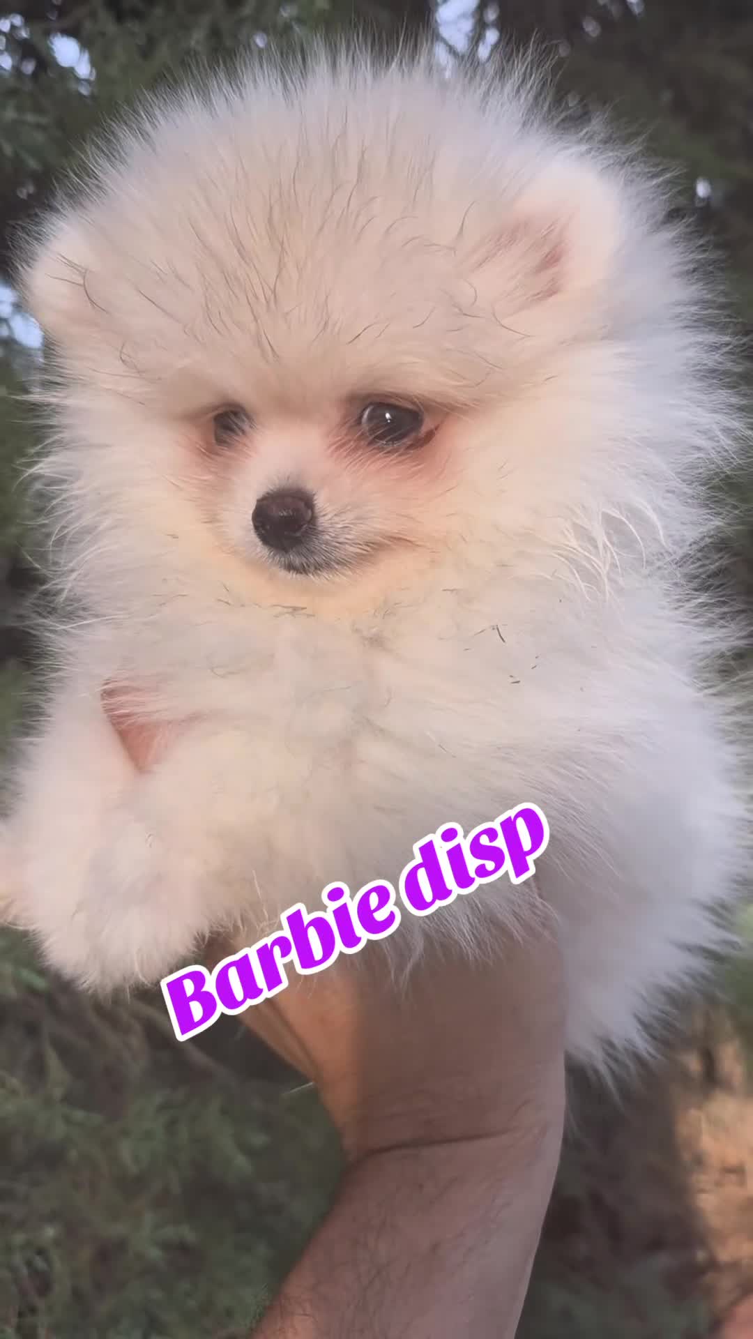 Pomerania perros en venta: Pomerania - Video 1