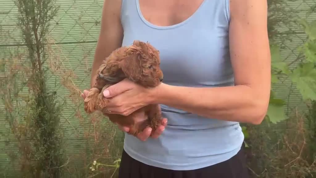 Caniche Enano perros en venta: Caniches enanos - Video 3