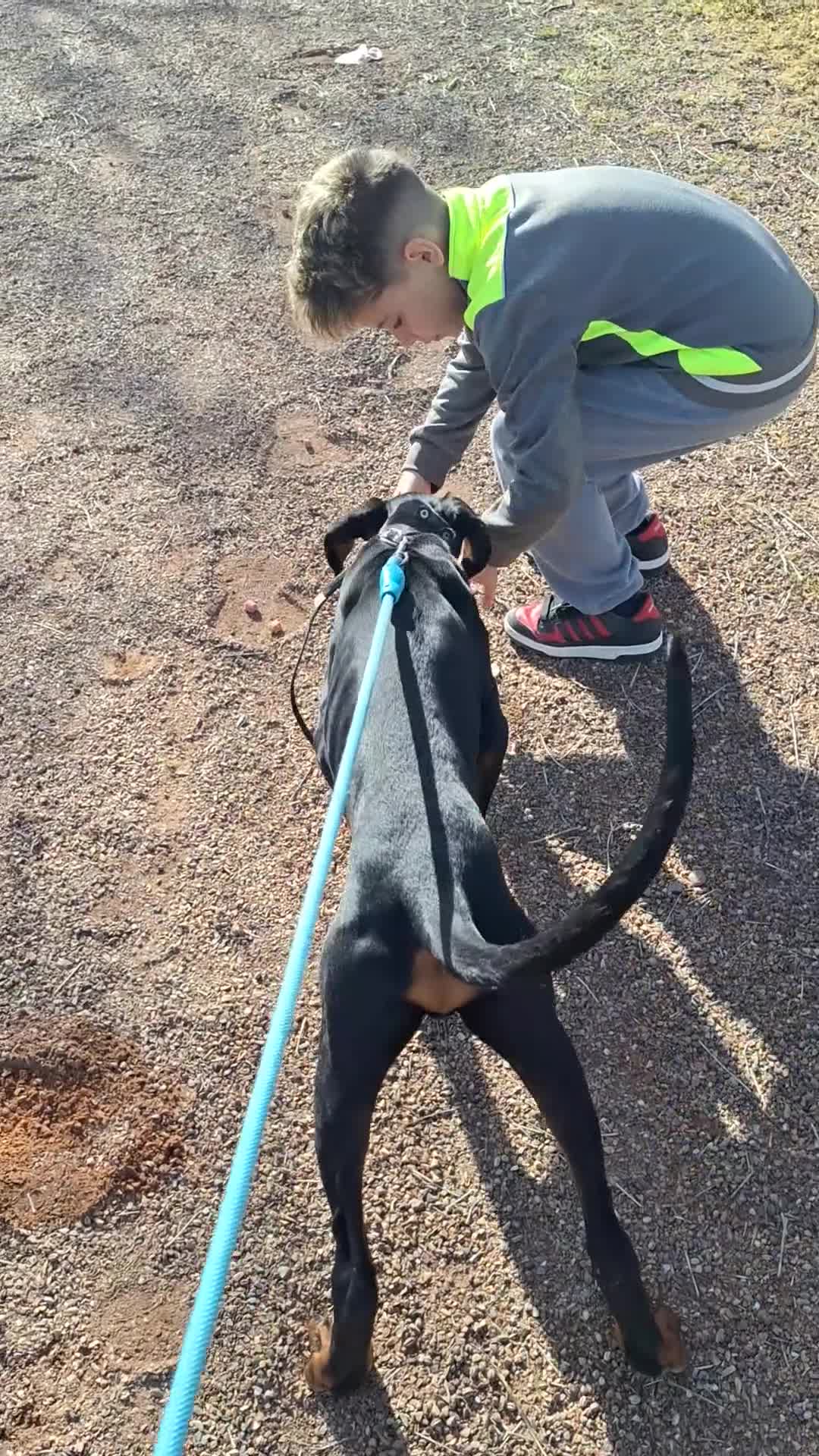 Dobermann perros en venta: Doberman macho - Video 1