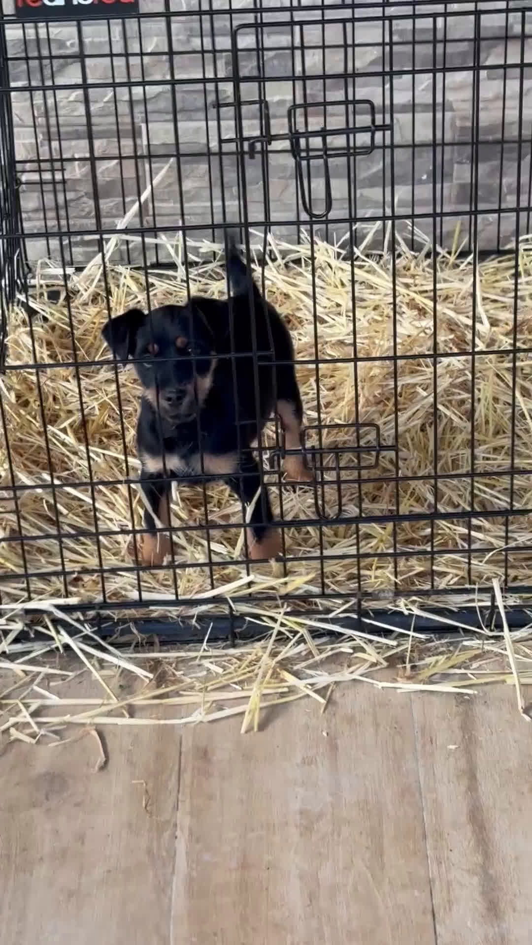 Terrier Alemán de Caza perros en venta: Hembra Jagd terrier  - Video 1