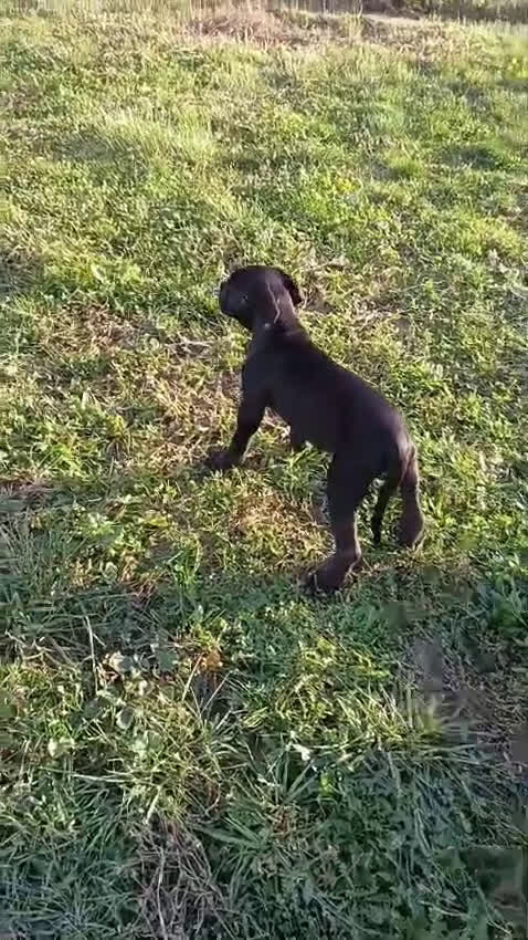 Cane Corso perros en venta: Preciosos cachorros de Cane corso - Video 1
