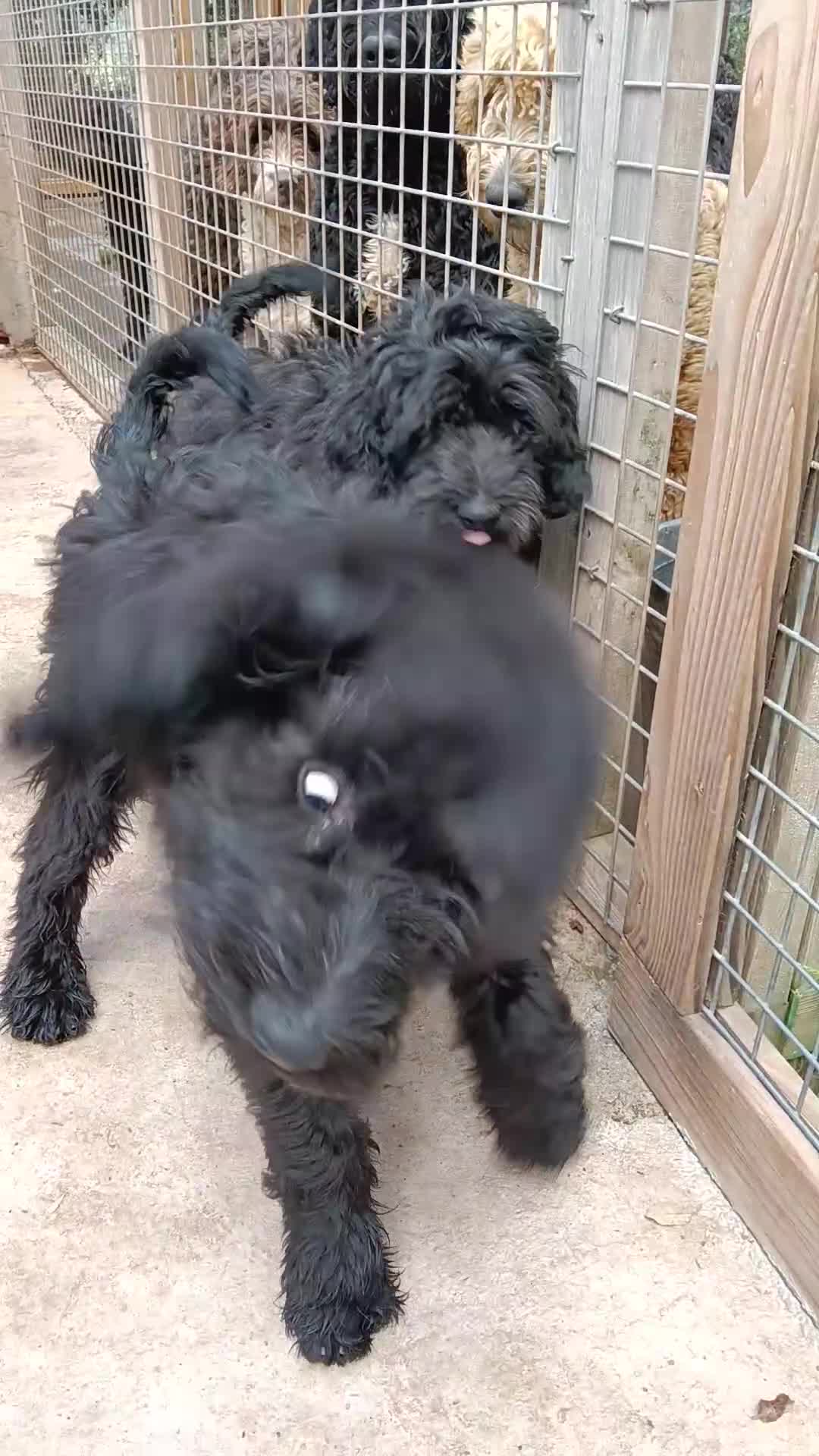 Labradoodle perros en venta: Hermosos cachorros - Video 1
