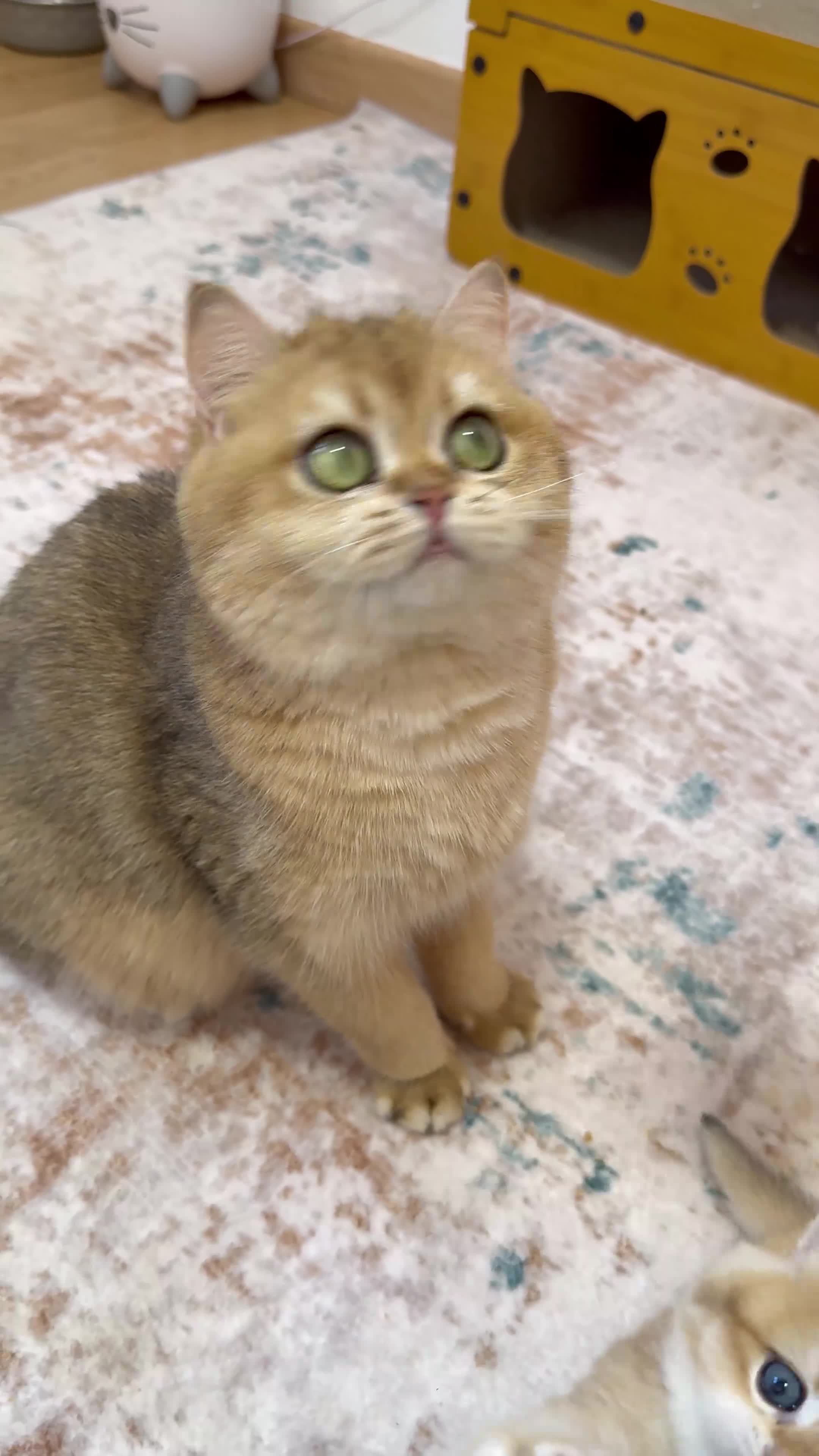 Británico de Pelo Corto gatos en venta: Camada H (2)  - Video 1