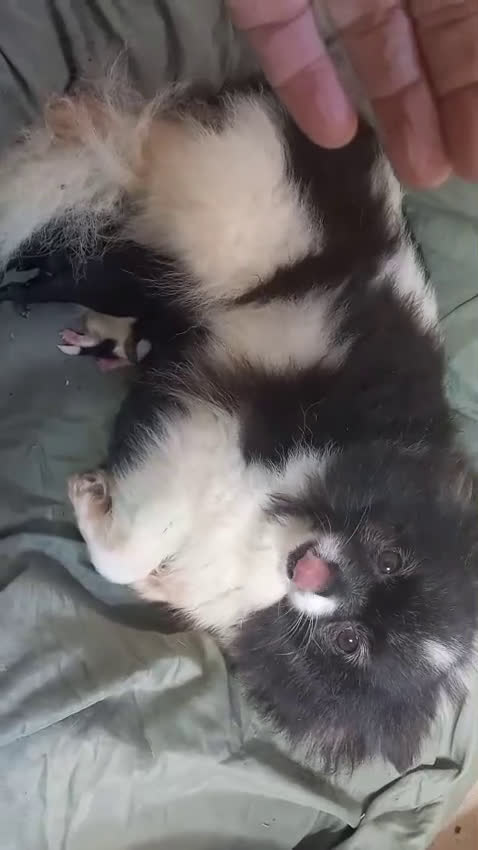 Pomerania perros en venta: Camada de pomerania hembras  - Video 1