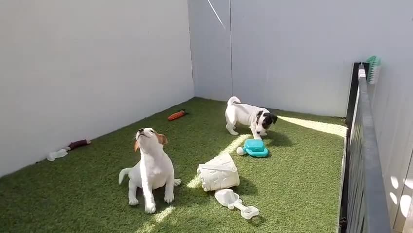 Jack Russell Terrier perros en venta: jack russell - Video 1