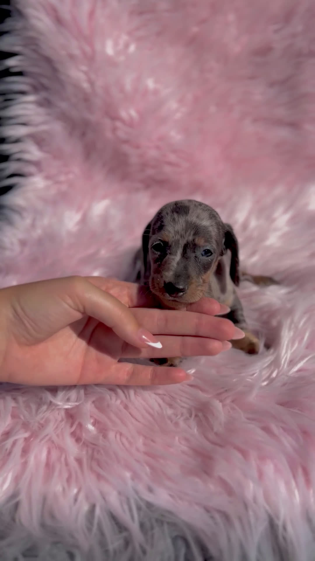 Teckel Miniatura perros en venta: Teckel Kaninchen arlequín - Video 1